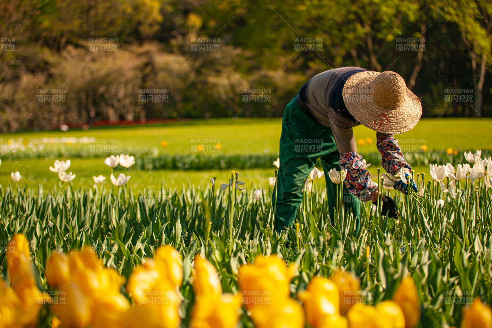 花田劳作 春意盎然图片