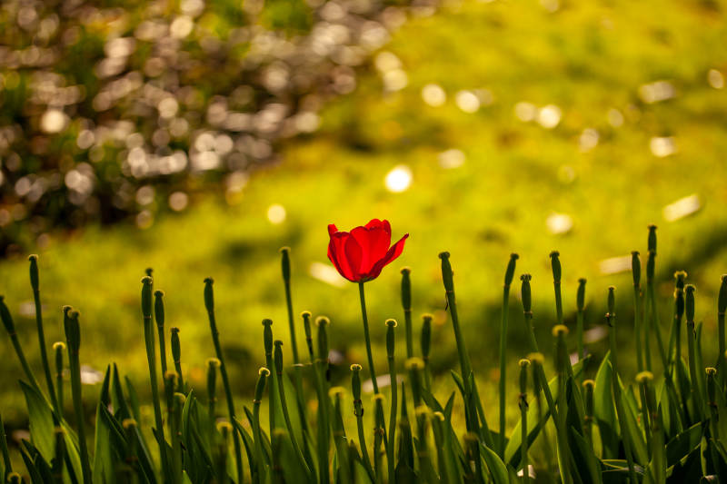 独绽红花映绿茵图片