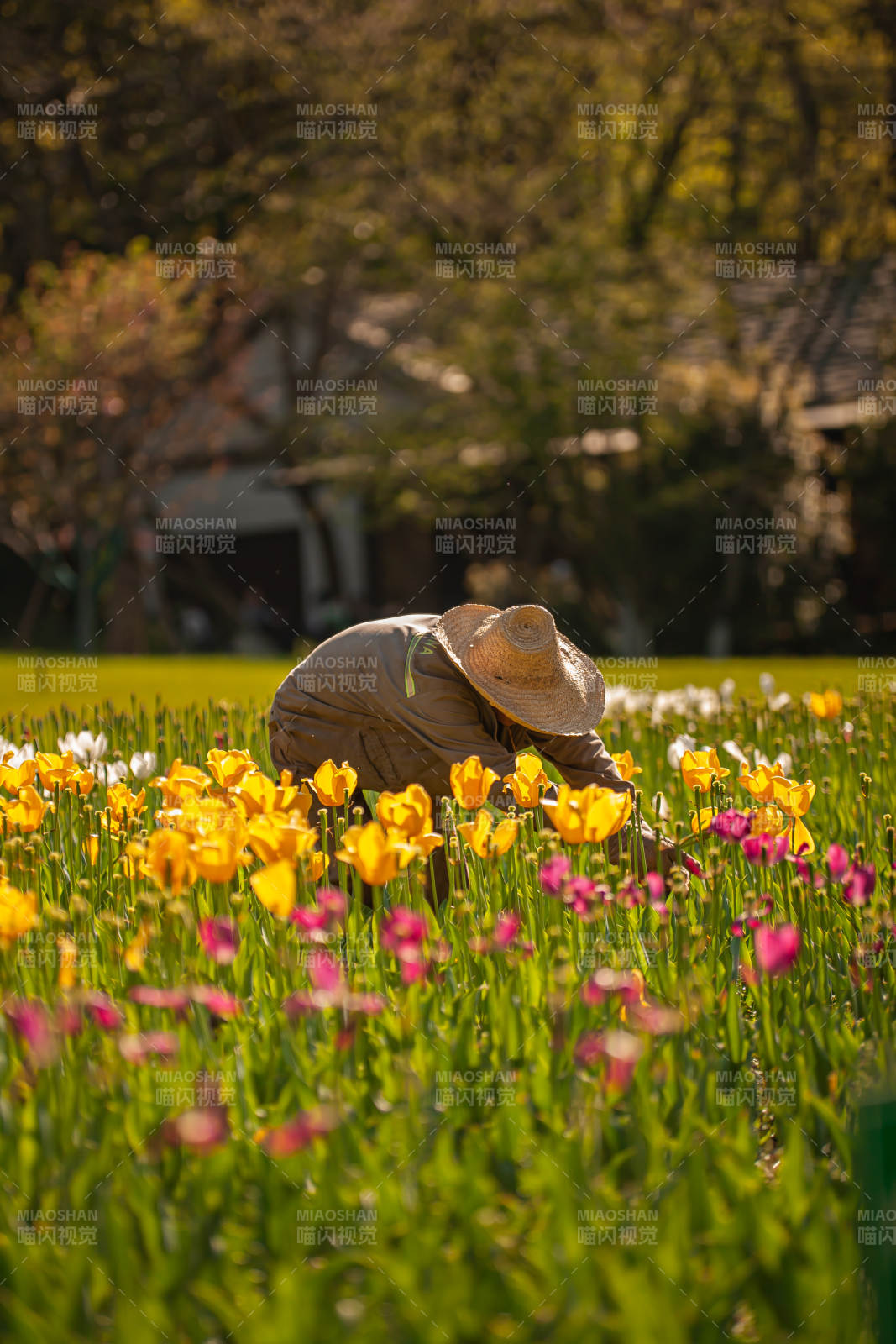 花田劳作 春日画卷图片