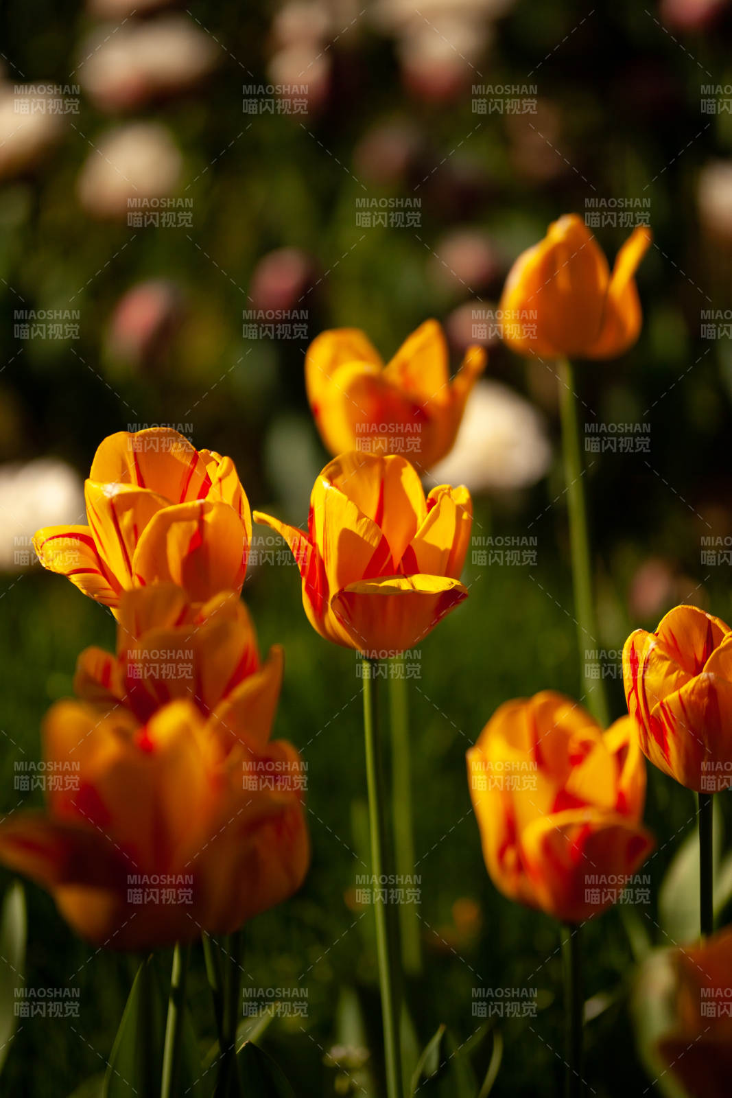 橙黄郁金香绽放花园中图片