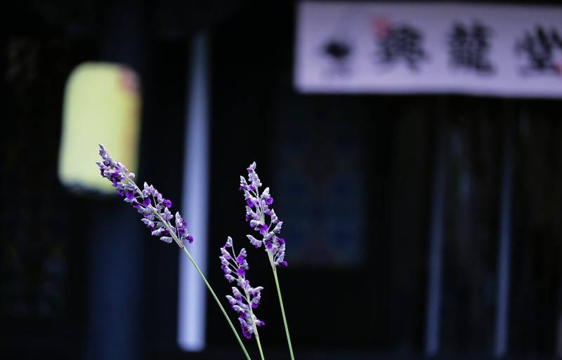 夜色中的紫色花枝图片