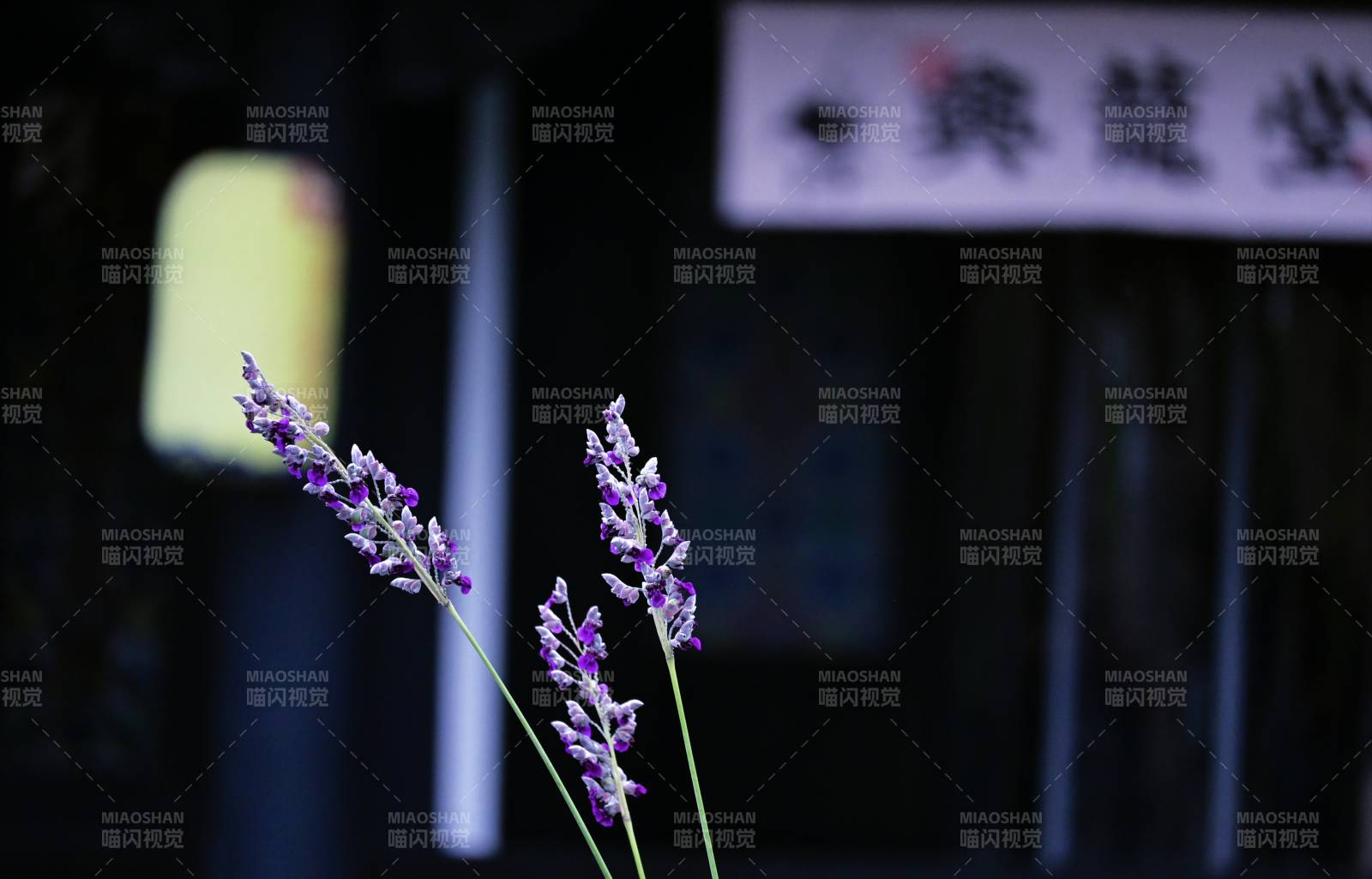 夜色中的紫色花枝图片