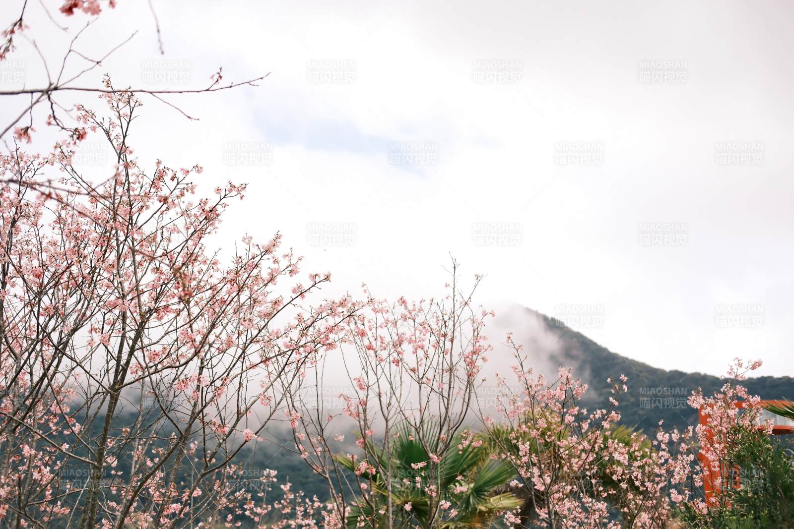 山间桃花雾中绽放图片