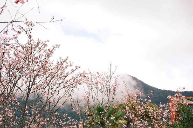 山间桃花雾中绽放图片
