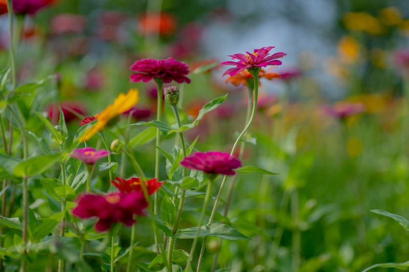 花海中的色彩斑斓图片
