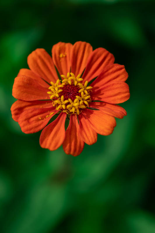 橙色花朵的美丽瞬间图片