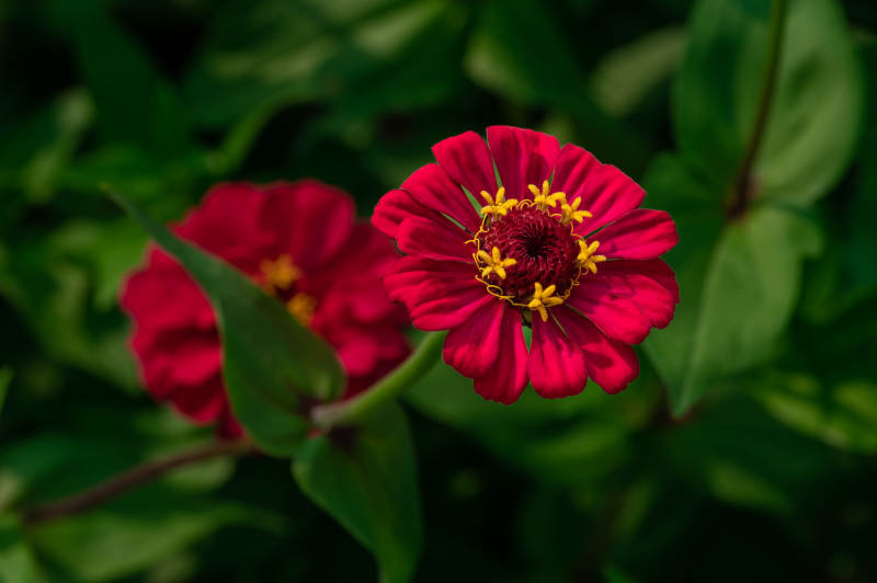 红色雏菊的美丽瞬间图片