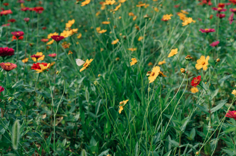 花海蝶舞 春意盎然图片