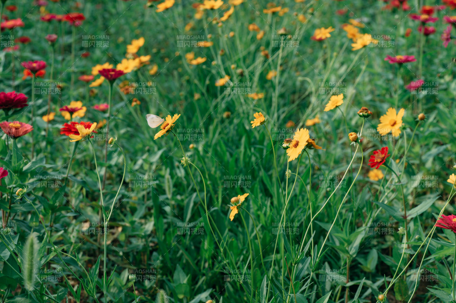 花海蝶舞 春意盎然图片