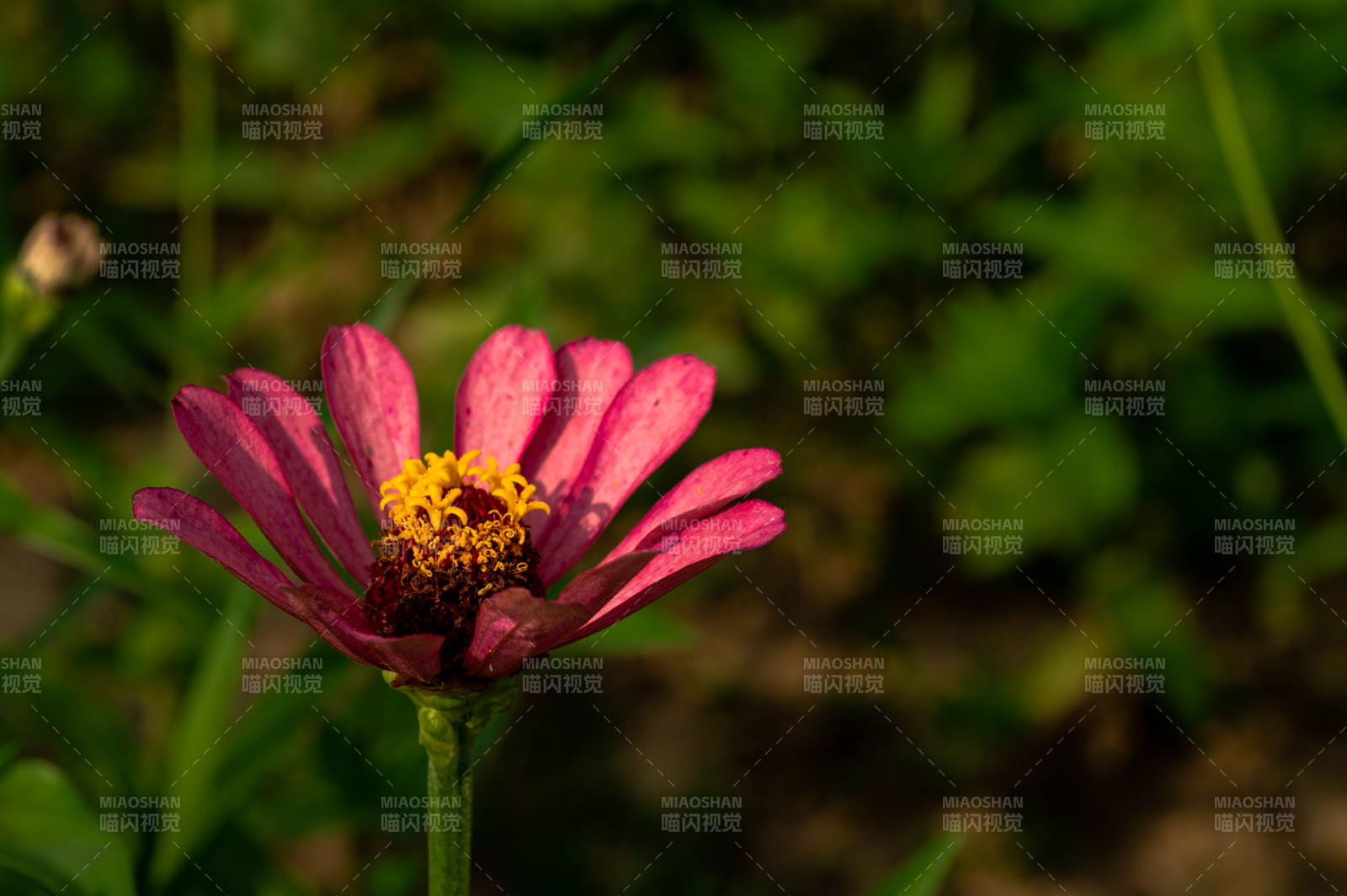 粉红花朵在绿叶中绽放图片