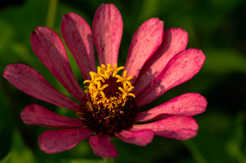 粉色花朵特写图片