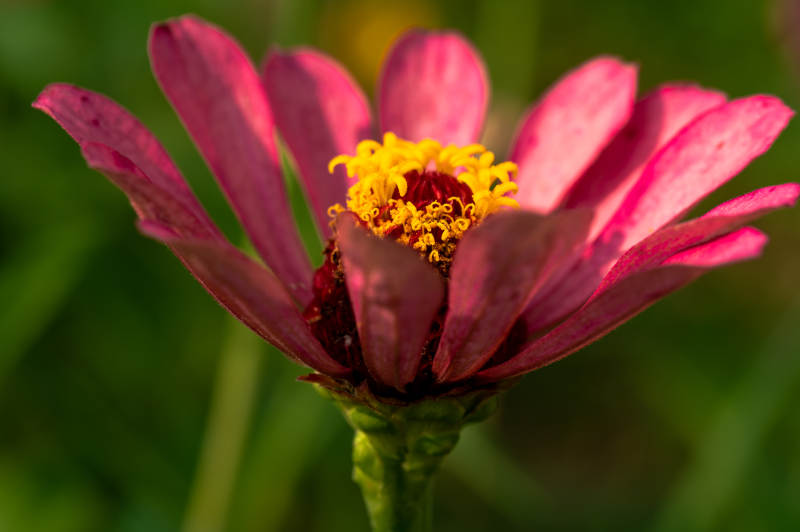 粉红花朵的美丽瞬间图片