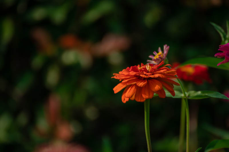 橙色花朵在暗背景中图片