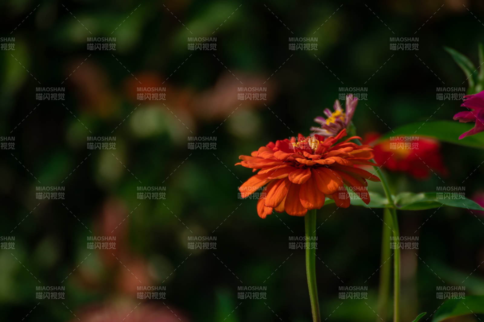 橙色花朵在暗背景中图片