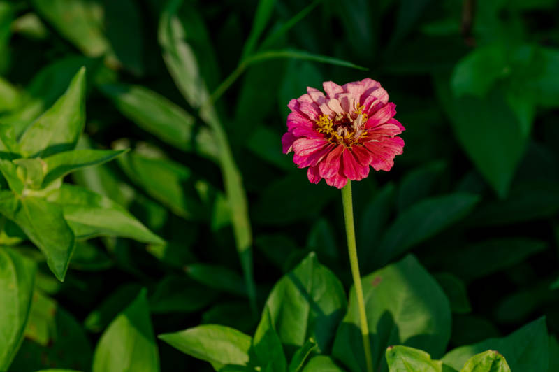 独秀粉红花图片