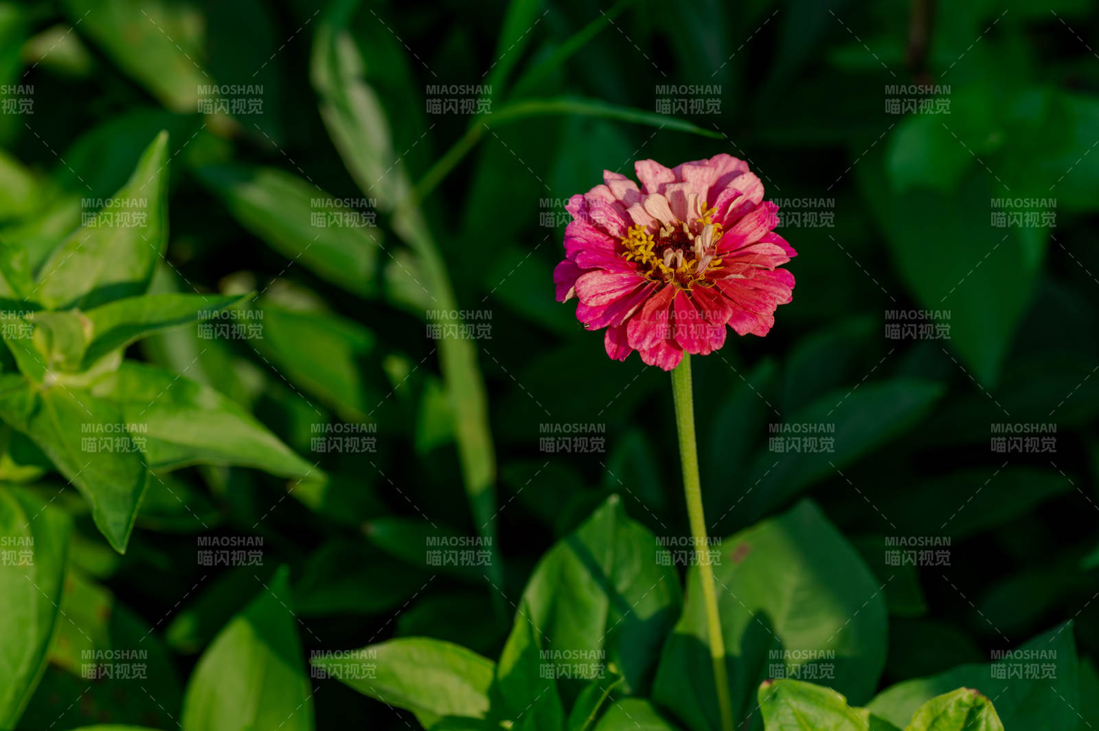 独秀粉红花图片