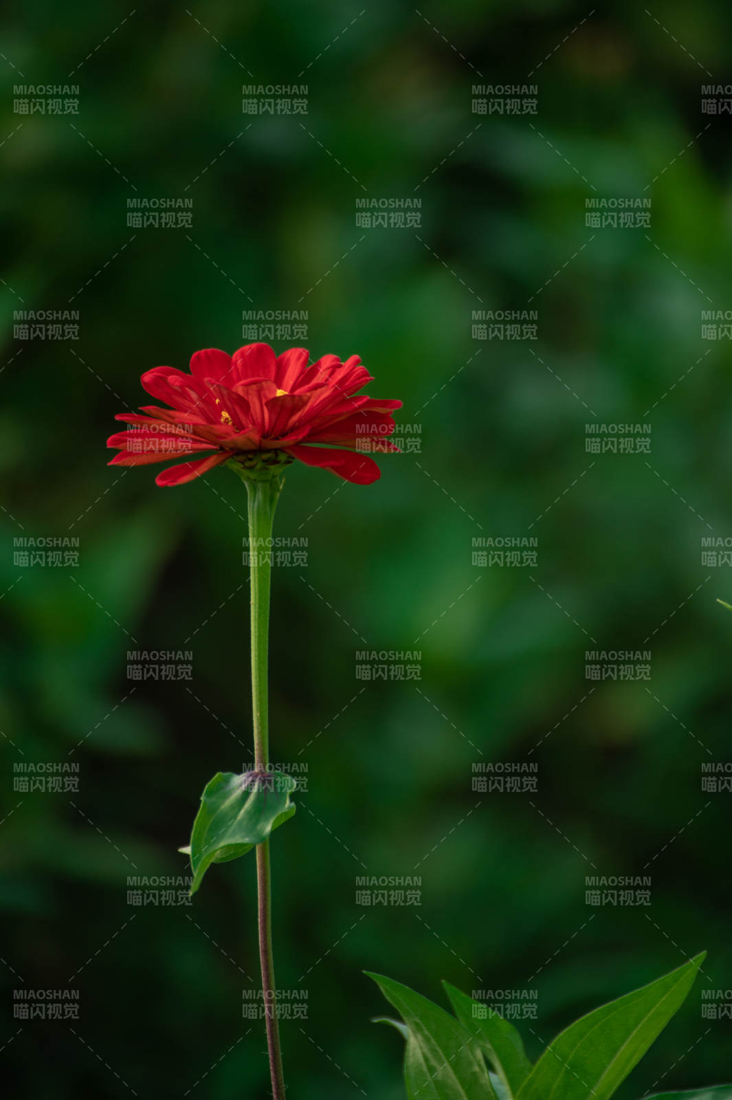 红花绿叶 静谧自然图片