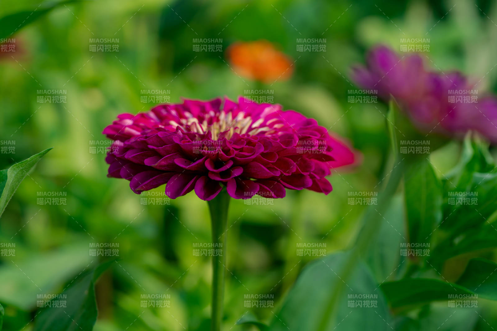 紫红色花朵在绿叶中绽放图片