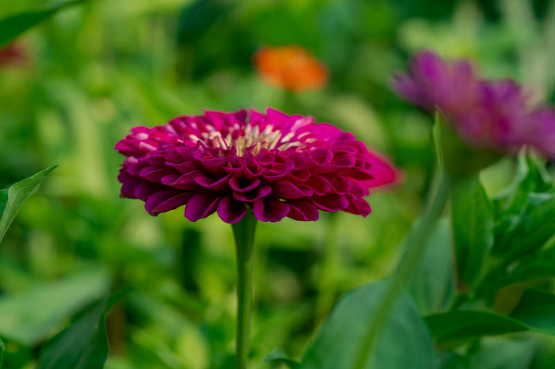 紫红色花朵在绿叶中绽放图片