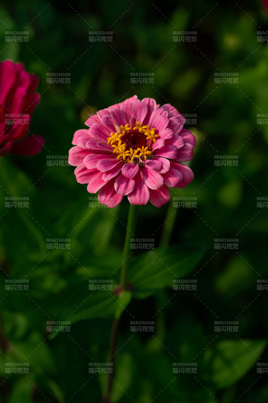 粉色雏菊在绿叶中绽放图片