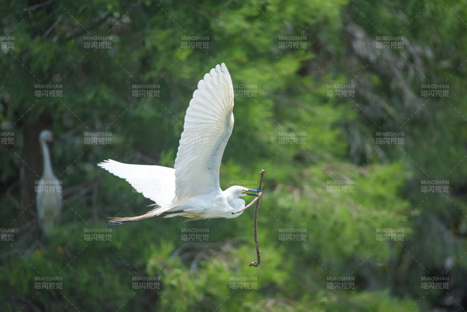 白鹭衔枝 展翅高飞图片