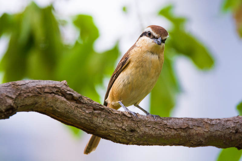 树上的小鸟静栖枝头图片