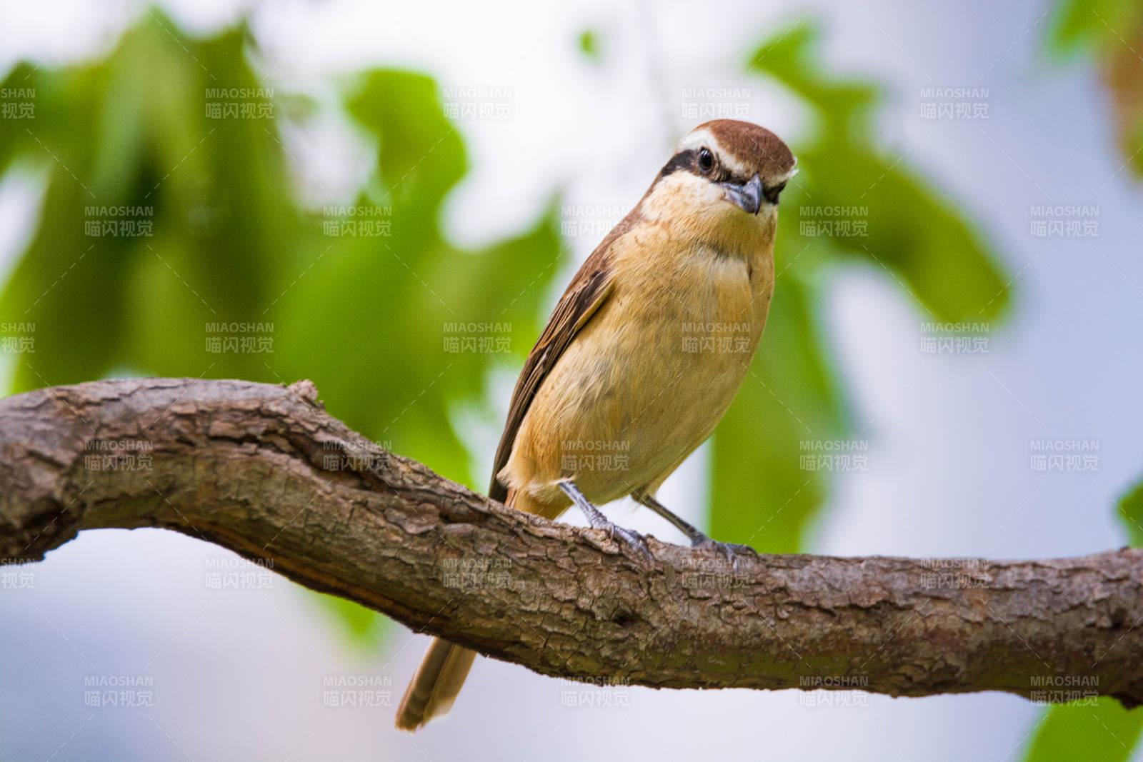 树上的小鸟静栖枝头图片