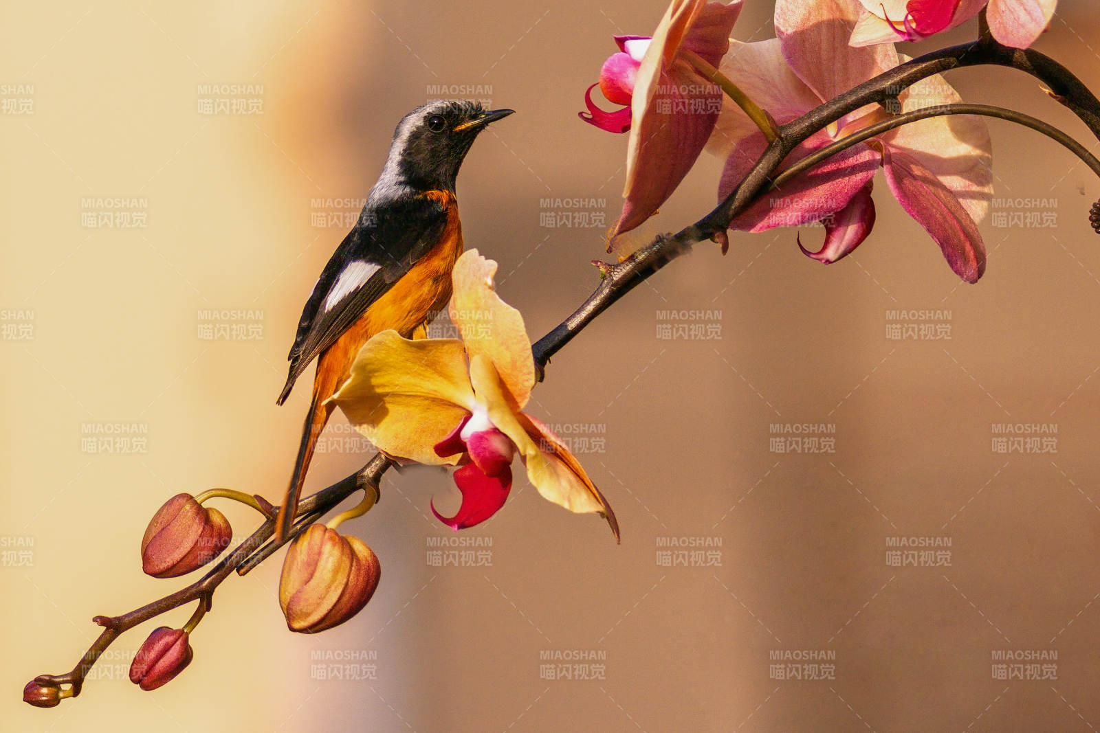 鸟栖花枝 静谧之美图片