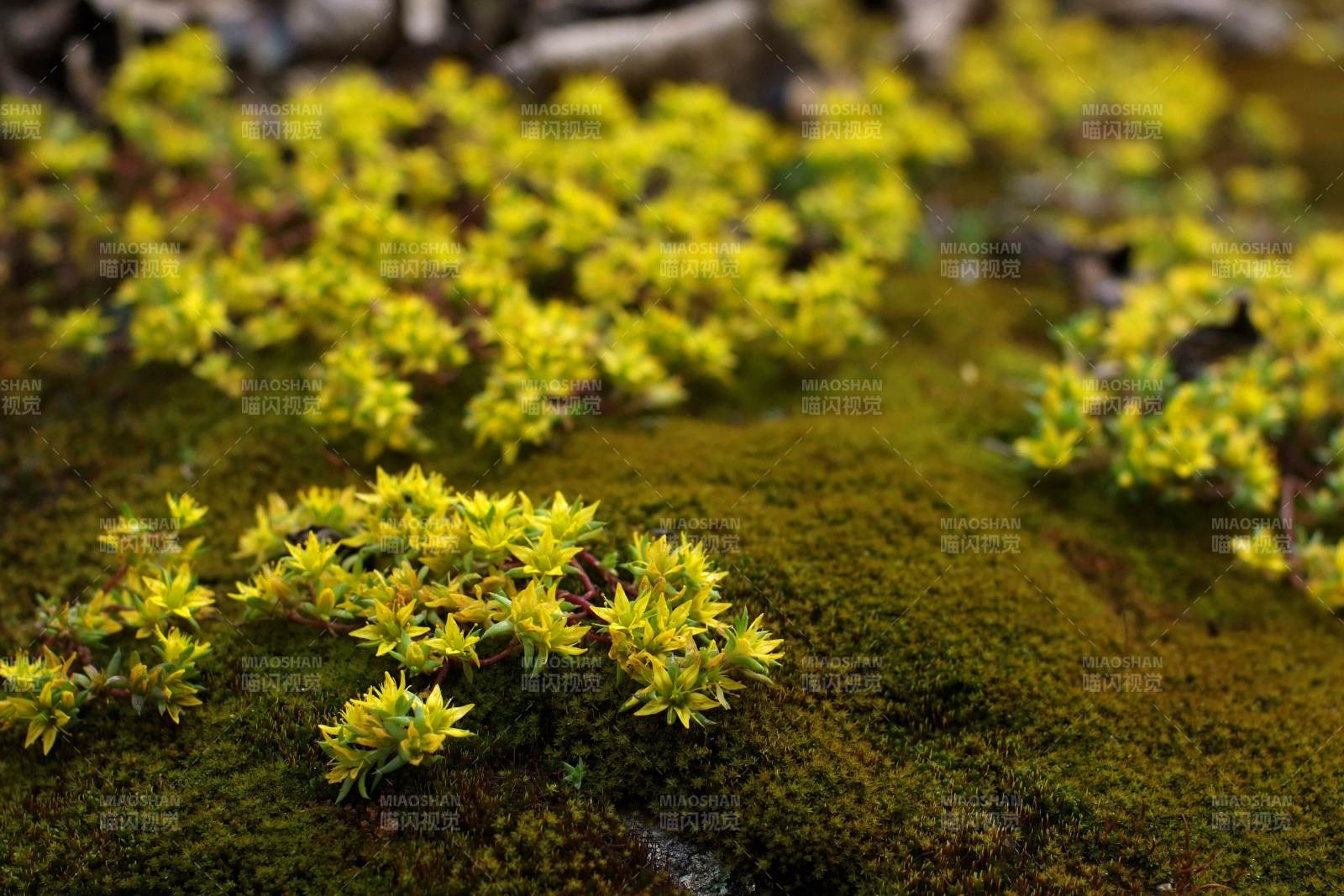 苔藓上的黄色小花图片