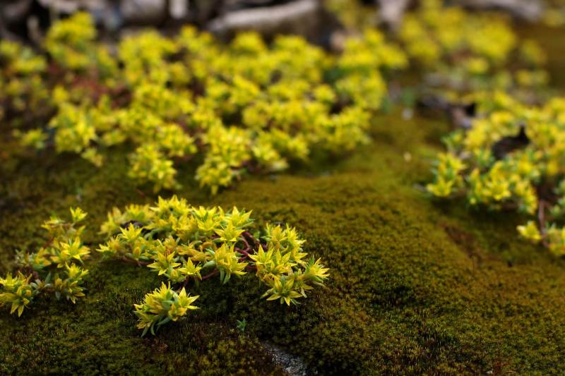 苔藓上的黄色小花图片