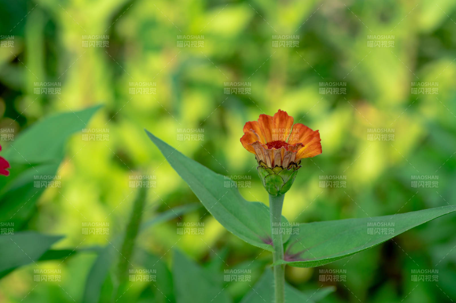 橙色花朵在绿叶中绽放图片