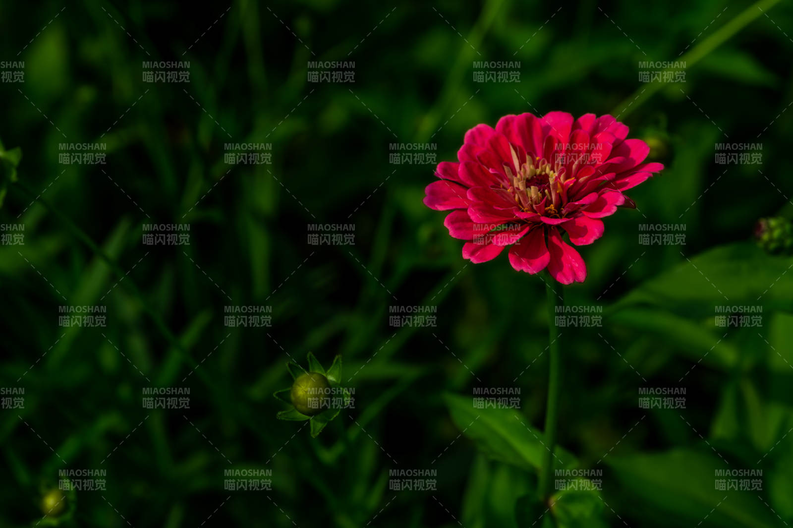 粉红花朵在绿叶中绽放图片