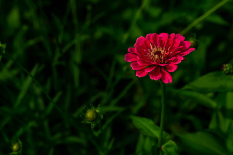 粉红花朵在绿叶中绽放图片