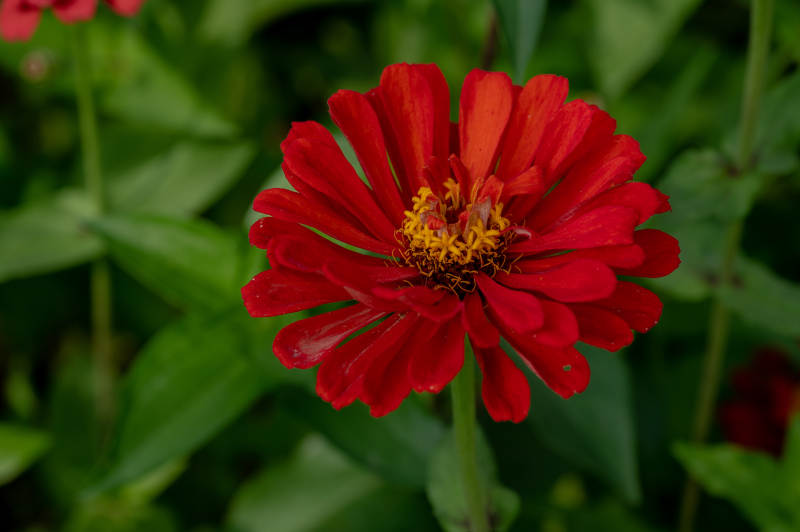 红色雏菊的美丽绽放图片