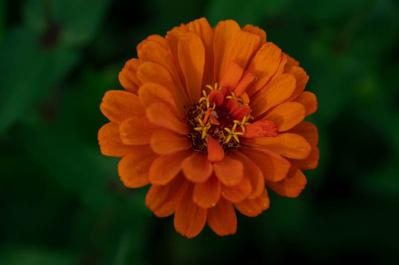 橙色雏菊的美丽绽放图片