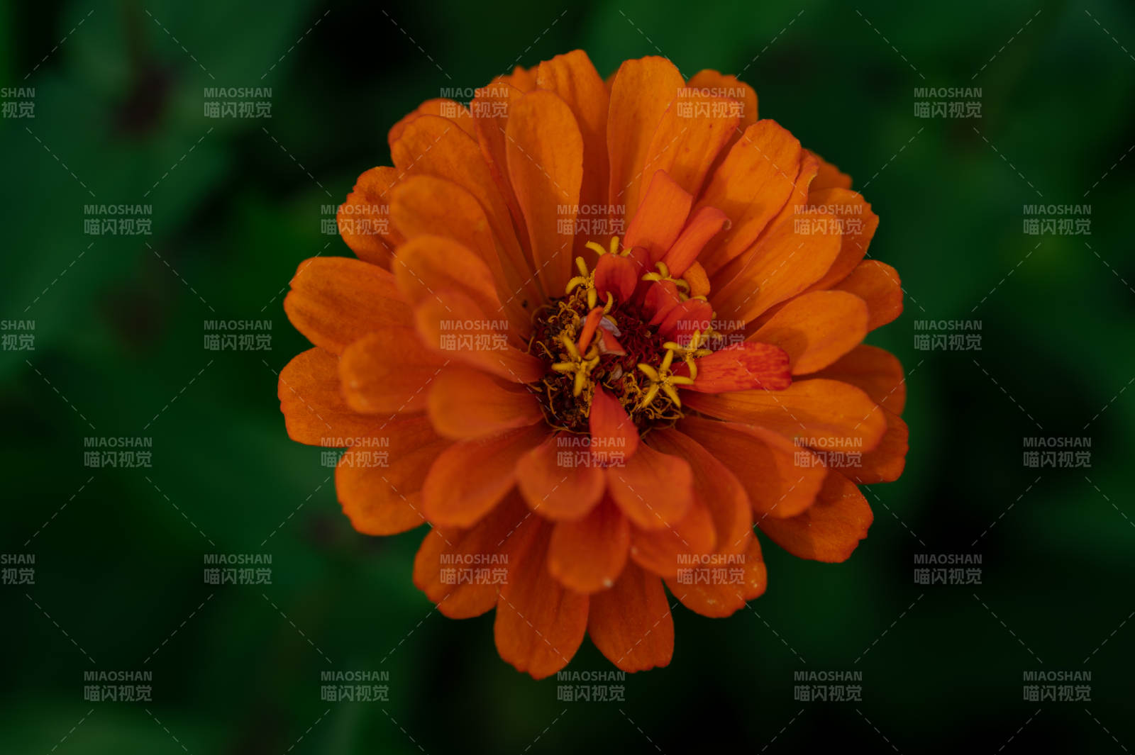 橙色雏菊的美丽绽放图片