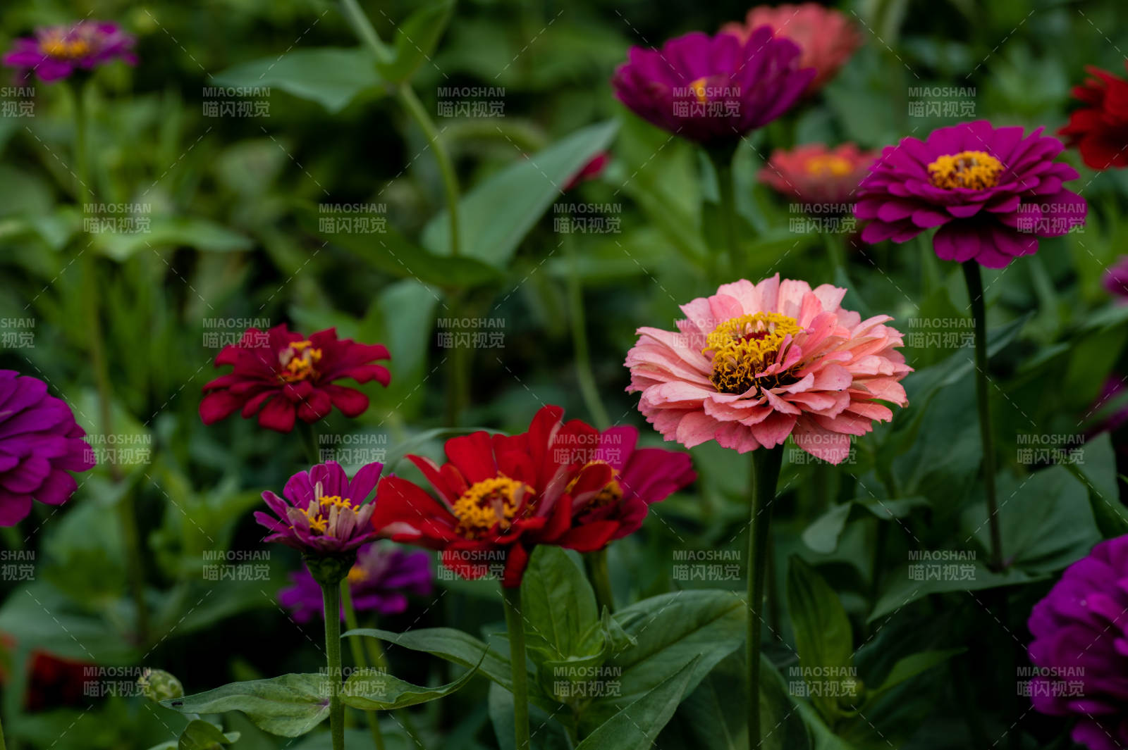 多彩雏菊绽放花园中图片