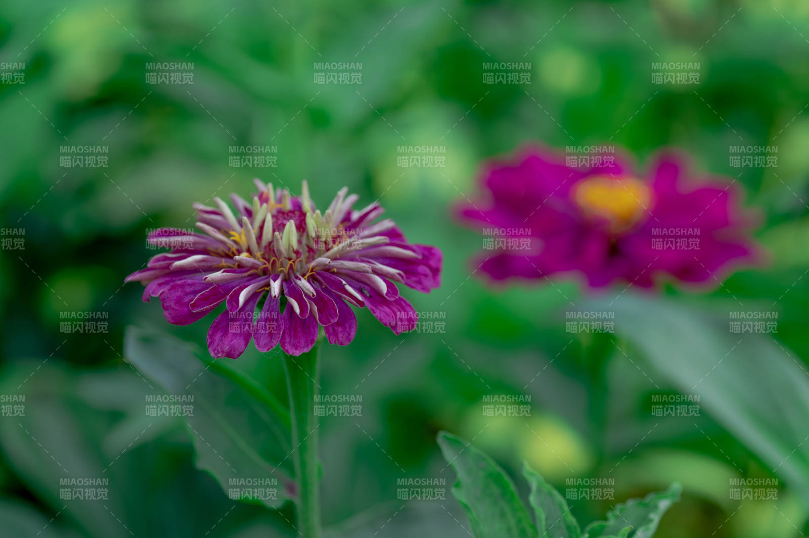 紫色雏菊在绿叶中绽放图片