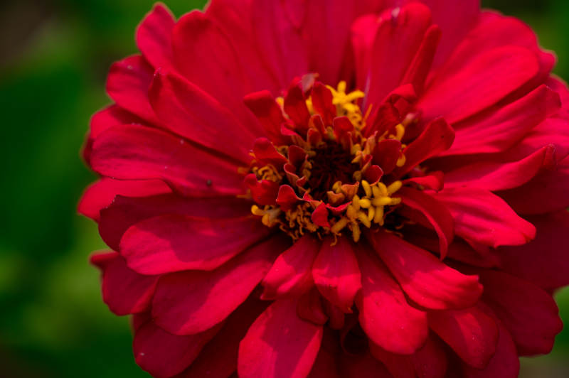 红色花朵的美丽瞬间图片