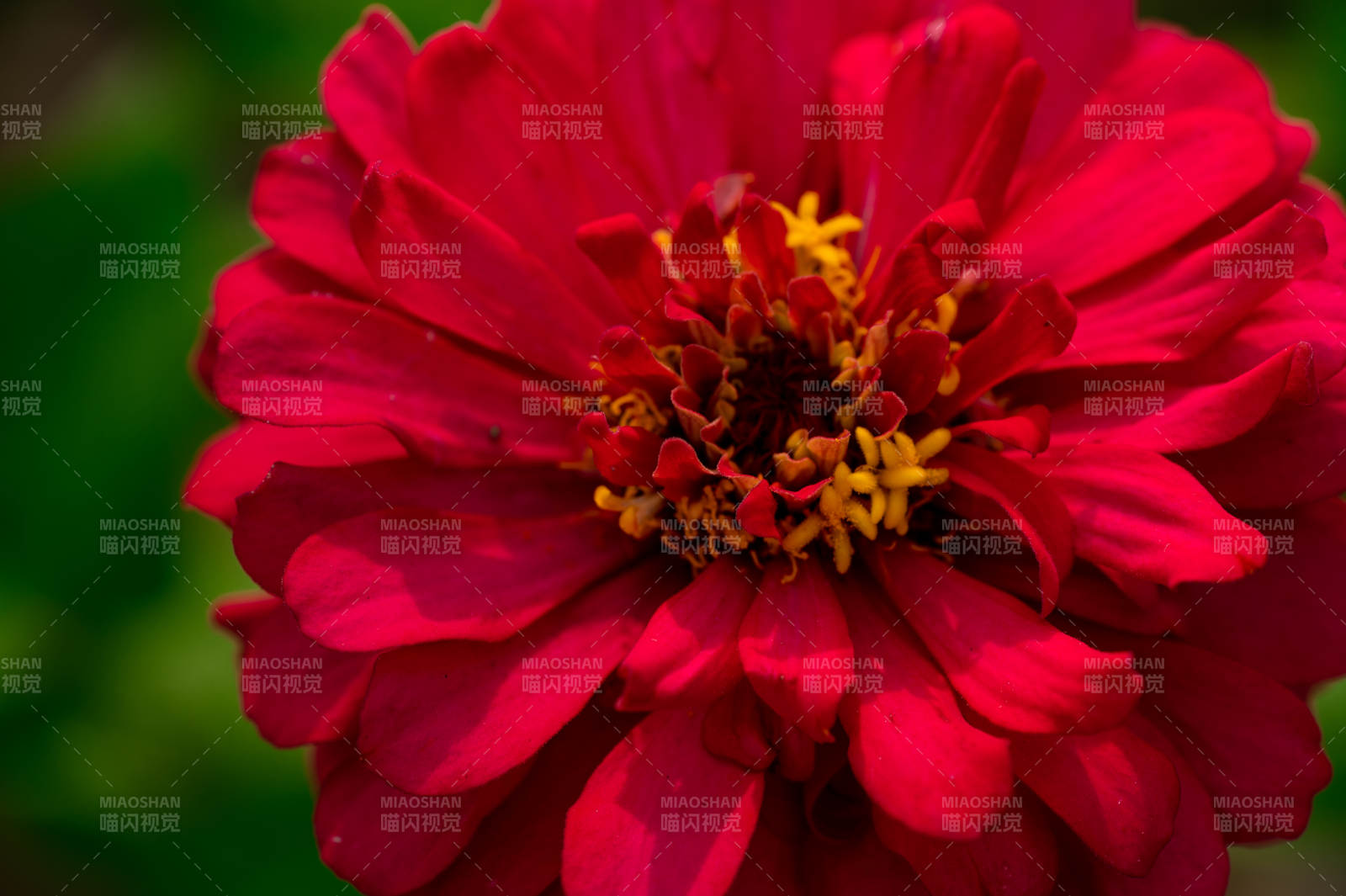 红色花朵的美丽瞬间图片