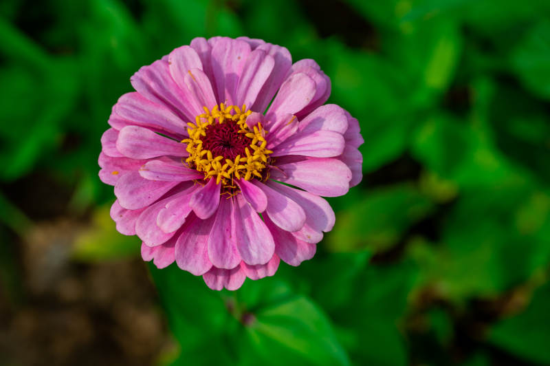 粉色雏菊的美丽瞬间图片
