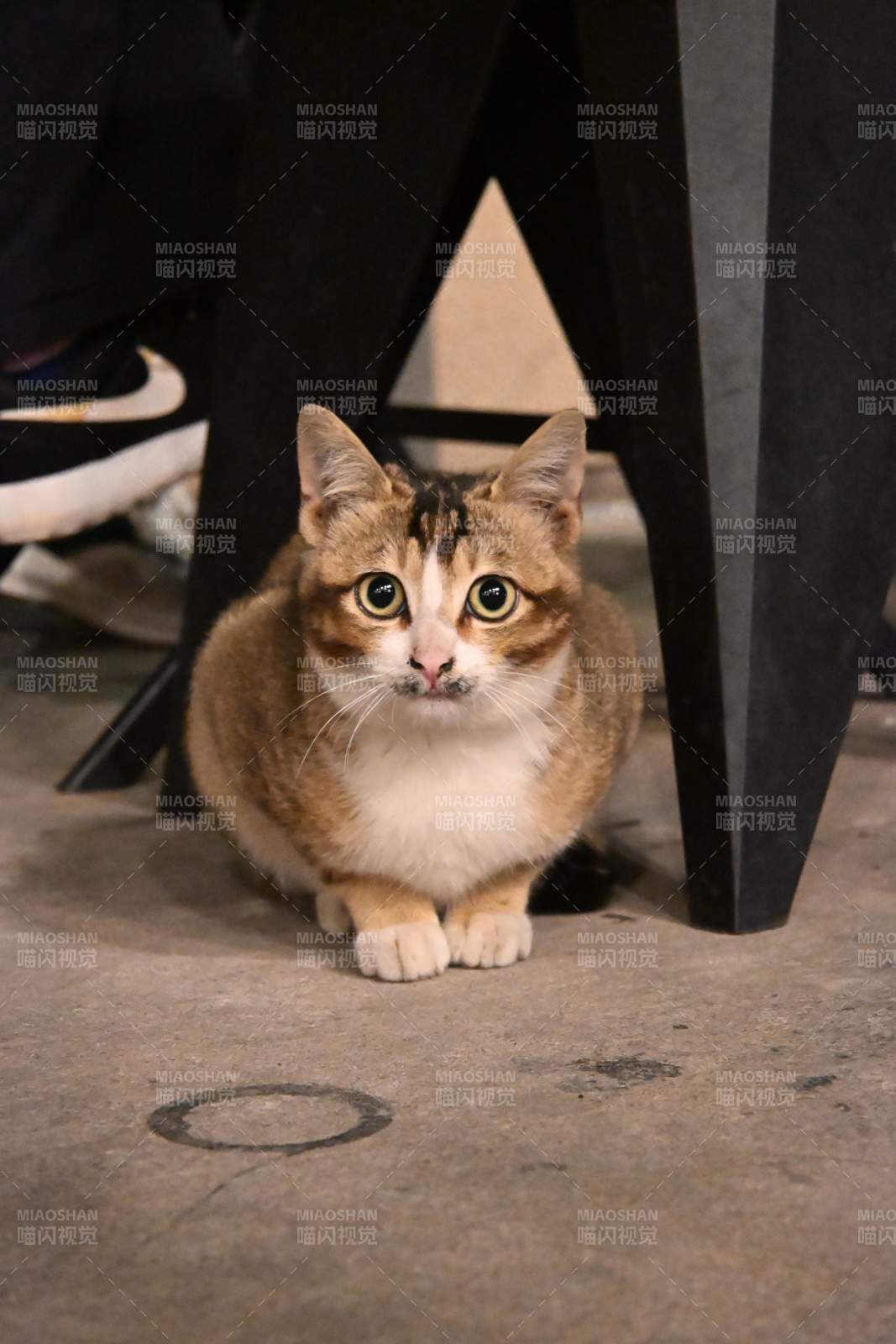 桌下猫咪好奇望镜头图片