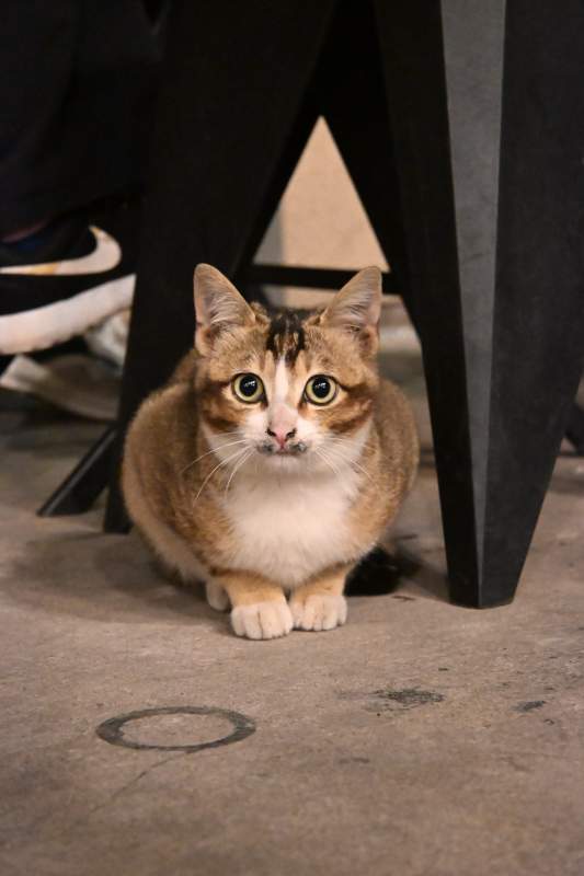 桌下猫咪好奇望镜头图片