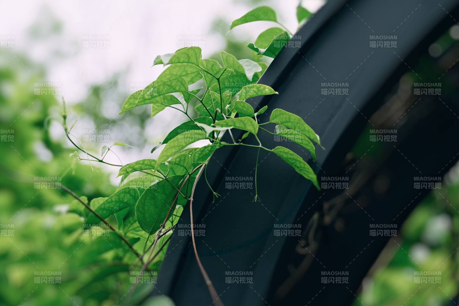 绿叶攀爬 生机盎然图片