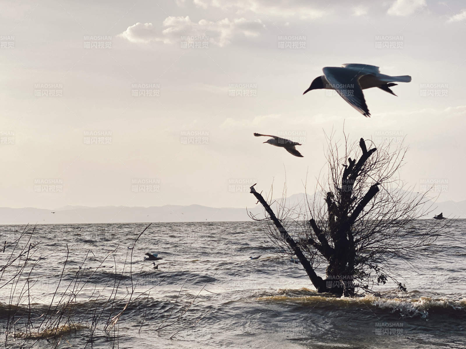湖畔飞鸟与枯树剪影图片