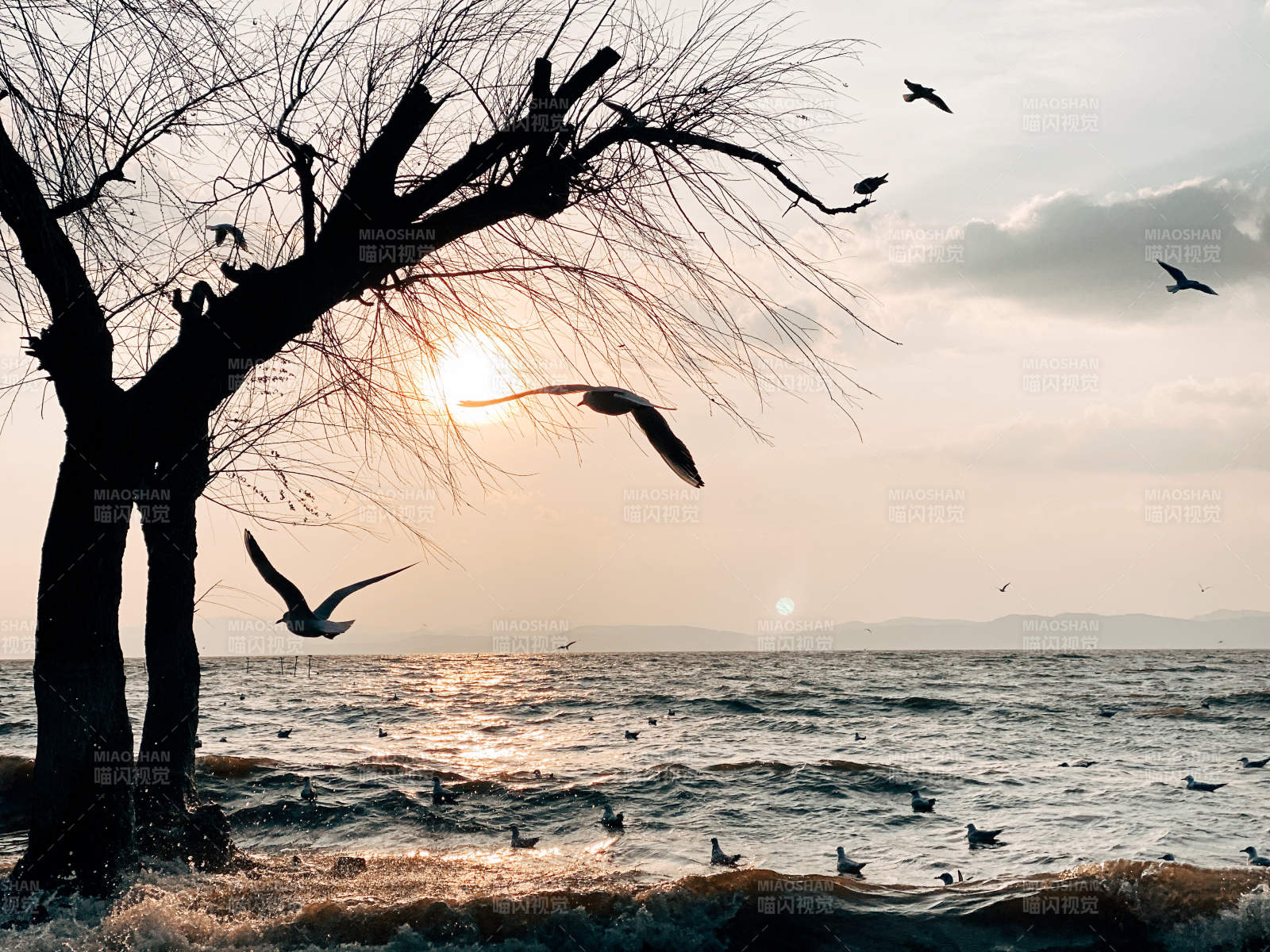 湖畔夕阳 飞鸟归巢图片