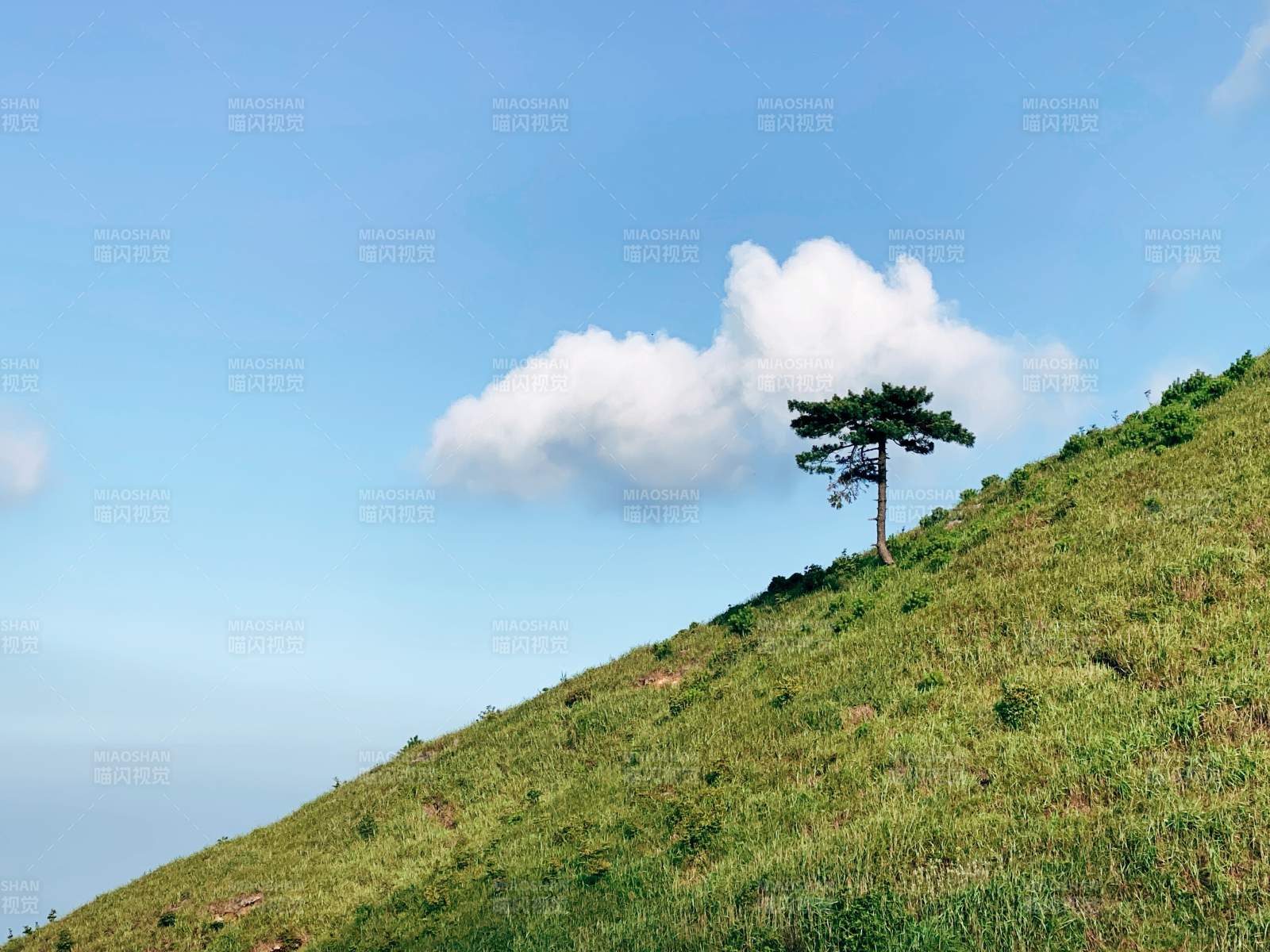 孤树青山白云间图片