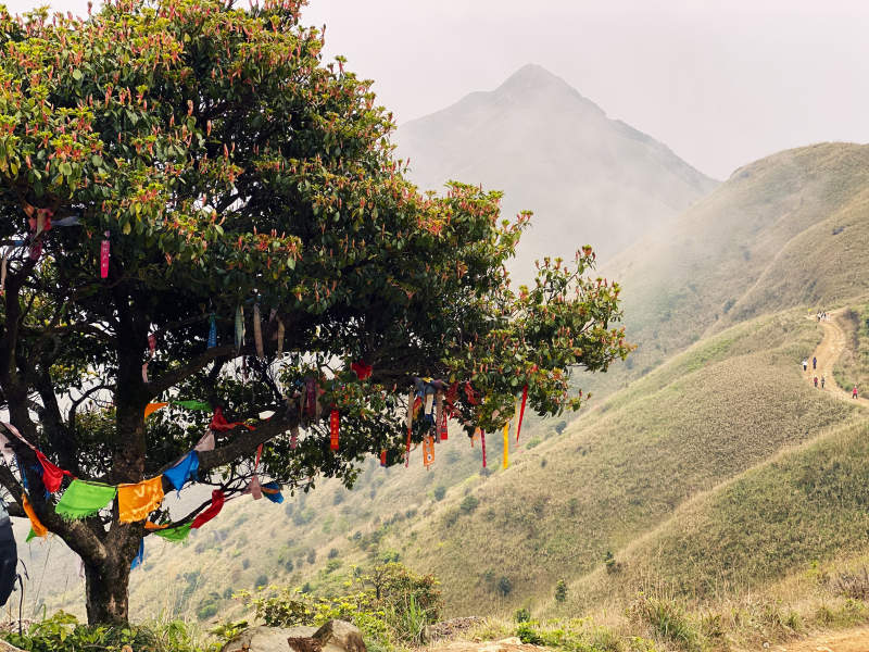 山间树挂彩旗 雾绕峰峦图片