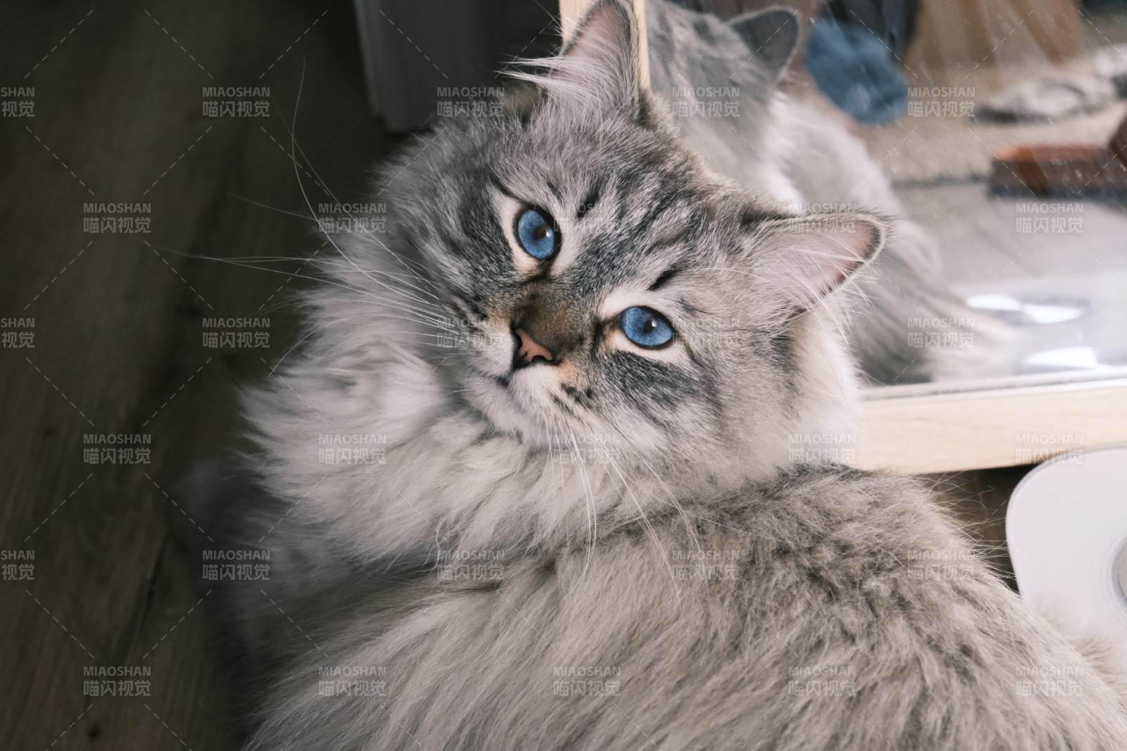 蓝眼长毛猫的温柔时光图片