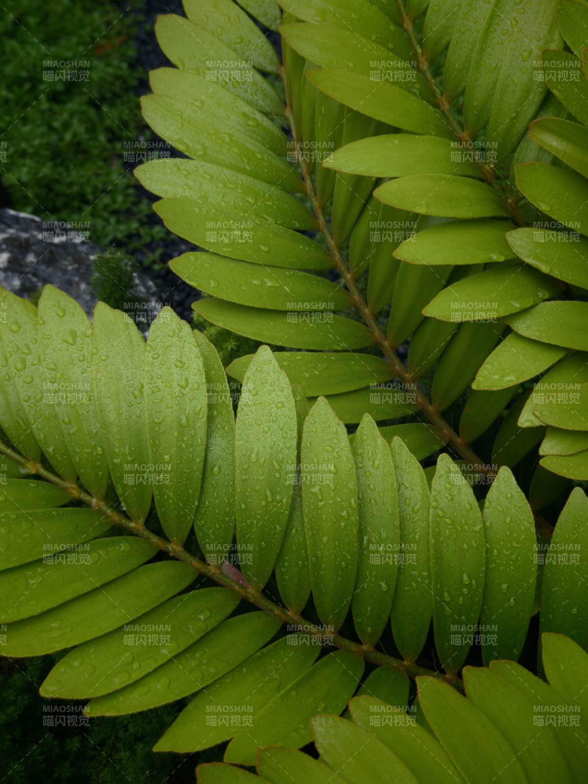 雨后绿叶滴水珠图片